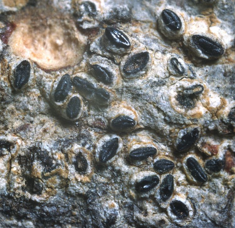 Graphis regularis from Indonesia type specimen