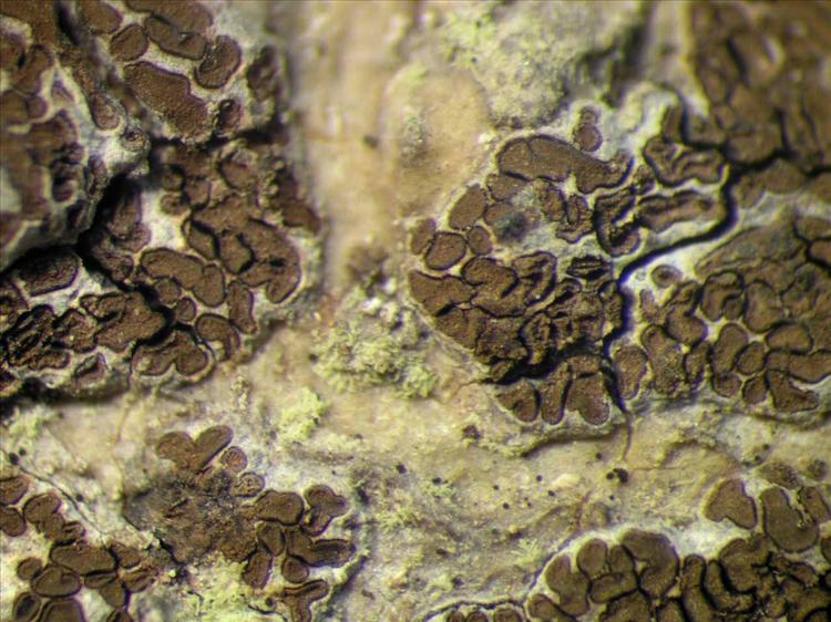 Glyphis cicatricosa from Singapore Habitus. leg. Sipman 45785. Image width = 4 mm.