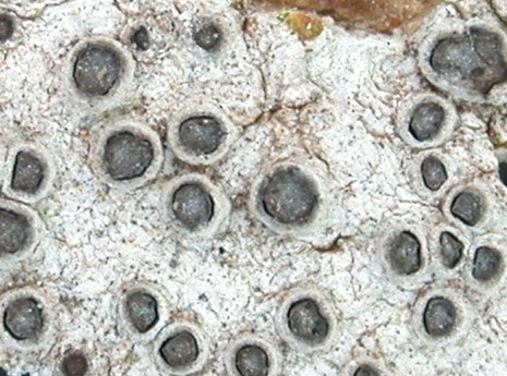 Glyphis scyphulifera from Ecuador, Galápagos 