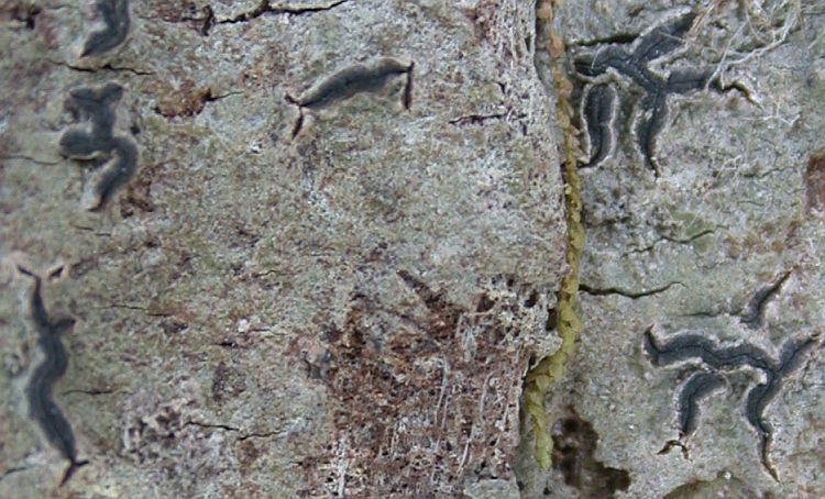 Graphis analoga from Taiwan (ABL)