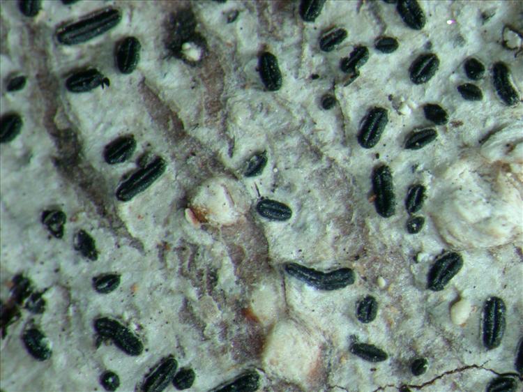 Graphis anfractuosa from Papua New Guinea 