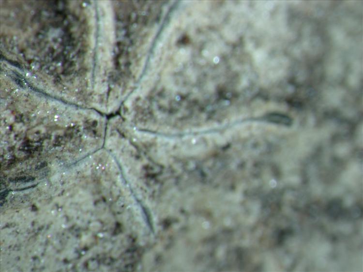 Graphis carassensis from Brazil 
