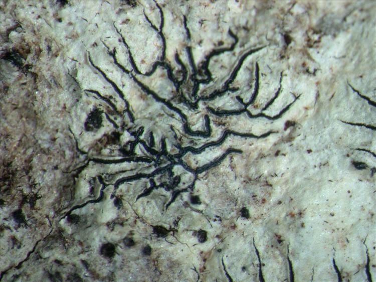 Graphis dendrogramma from Papua New Guinea 
