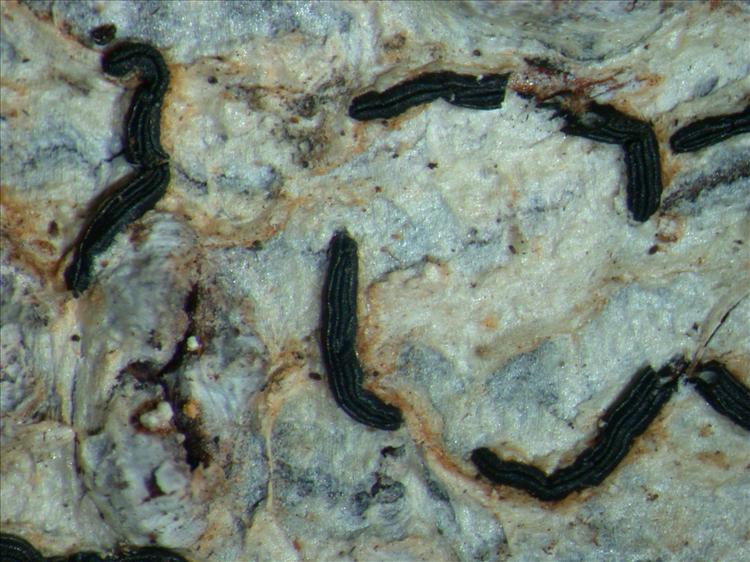 Graphis elegans from Papua New Guinea 