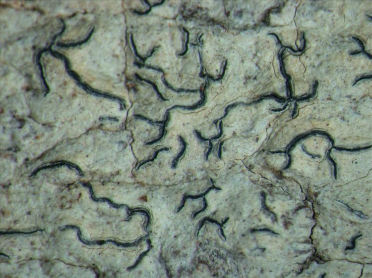 Graphis garoana from Papua New Guinea 