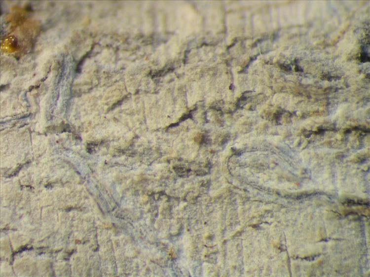 Graphis glaucescens from Netherlands Antilles, Saba Habitus. leg. Sipman  15354. Image width = 4 mm.