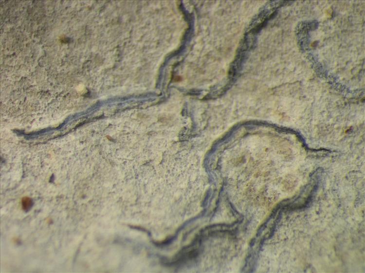 Graphis glaucescens from Netherlands Antilles, Saba Habitus. leg. Sipman  15273. Image width = 4 mm.