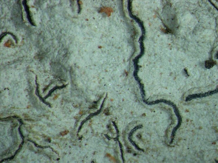 Graphis heteroplacoides from Chagos 