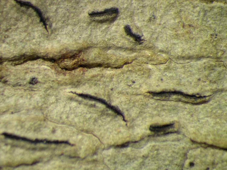 Graphis hiascens from Singapore Habitus. leg. Sipman 45448. Image width = 4 mm.