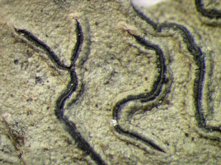 Graphis hiascens from Singapore Habitus. leg. Sipman 45459. Image width = 4 mm.
