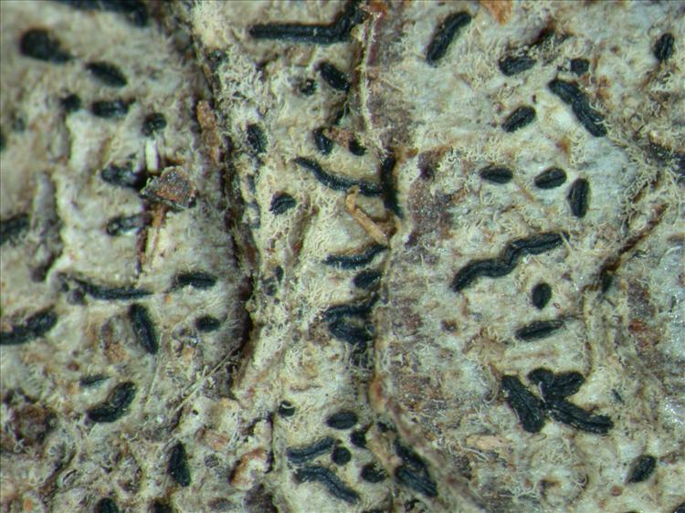 Graphis immersella from Papua New Guinea 
