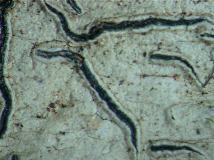 Graphis insulana from Papua New Guinea 