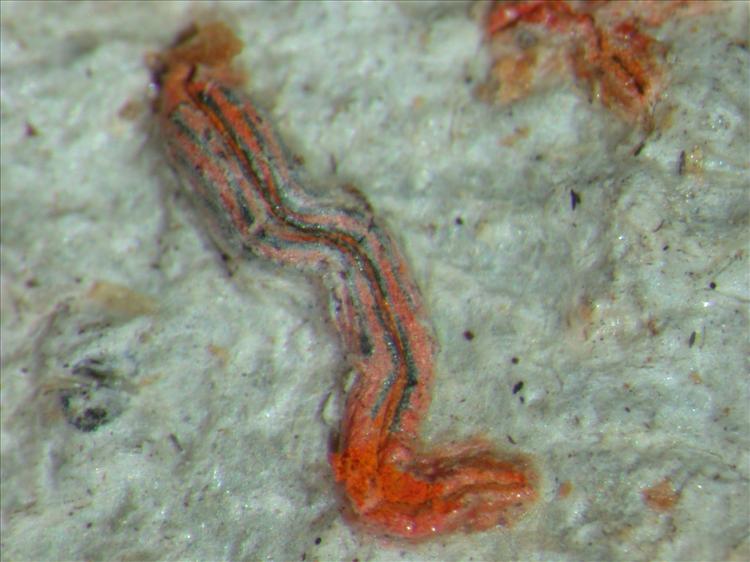 Graphis miniata from Costa Rica 