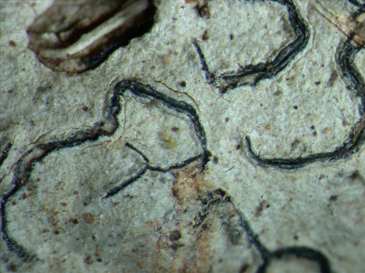 Graphis nanodes from Papua New Guinea 