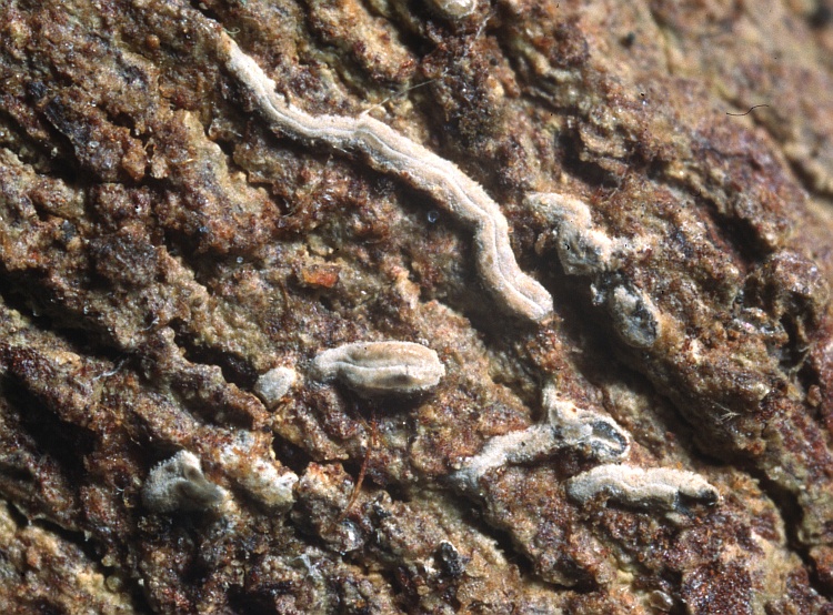 Graphis nematoides from Sri Lanka Graphis nematoides Leight. (BM) holotype