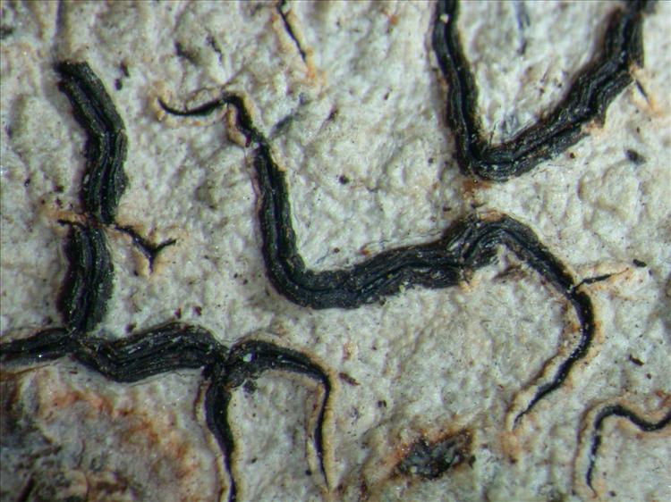 Graphis perstriatula from Australia 
