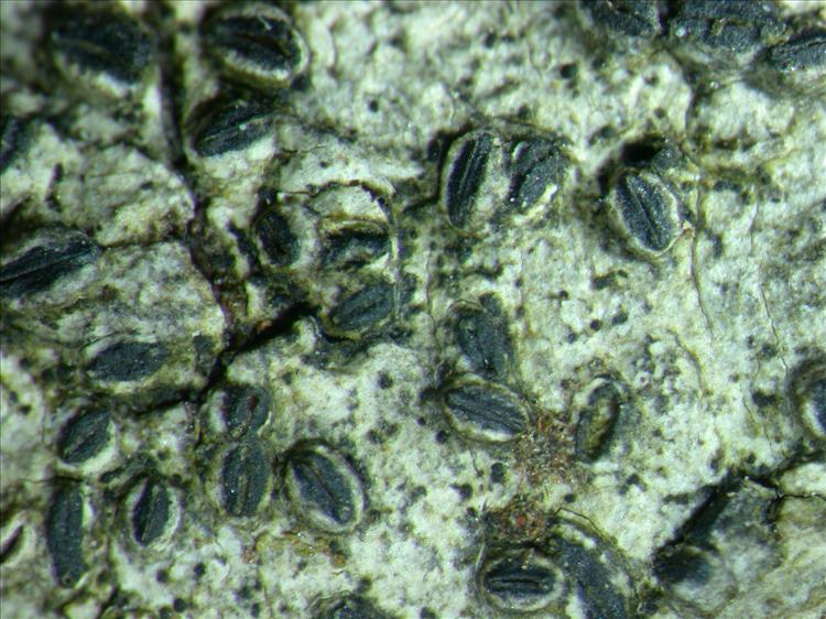 Graphis plagiocarpa from Hong Kong 