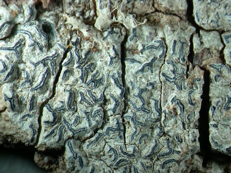 Graphis pulverulenta from Sweden isotype of Lichen serpentinus