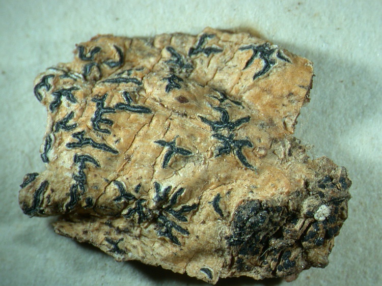 Graphis pulverulenta from Sweden isotype of Lichen litterellus