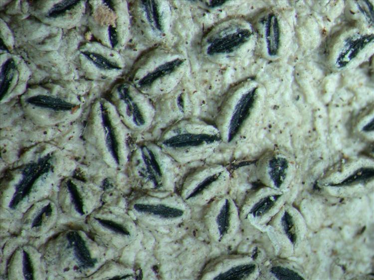 Graphis scaphella from Australia 