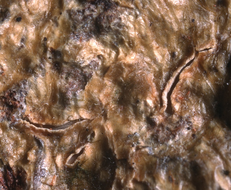 Graphis schizogramma from Philippines Graphis schizogramma Vain. TUR-V 27668 holotype