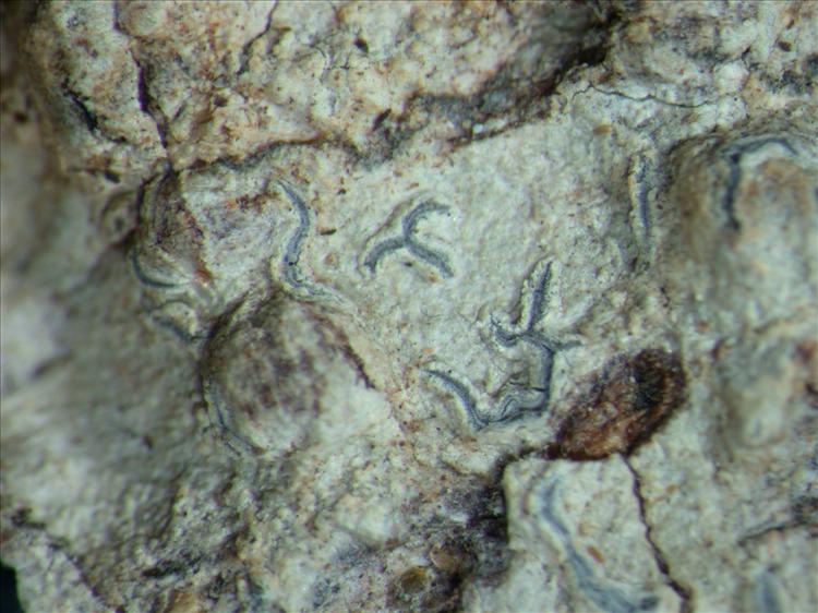 Graphis stipitata from Papua New Guinea 