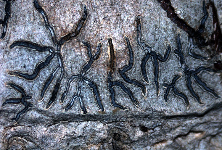 Graphis sundarbanensis from India, Sundarbans Biosphere Reserve holotype