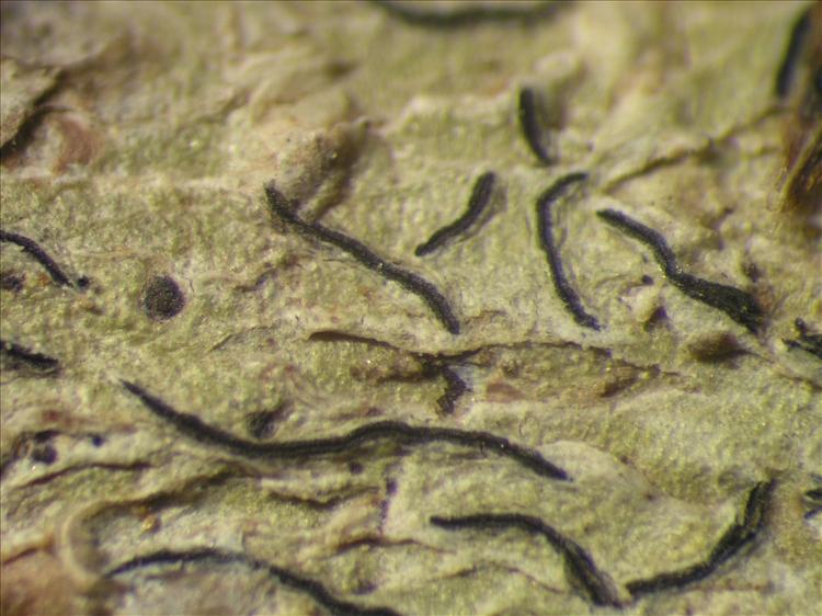 Graphis tenella from Netherlands Antilles, Saba Habitus. leg. Sipman  54889. Image width = 4 mm.