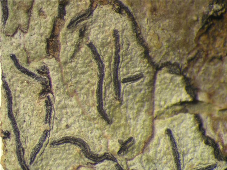 Graphis tenella from Netherlands Antilles, Saba Habitus. leg. Sipman  54905a. Image width = 4 mm.