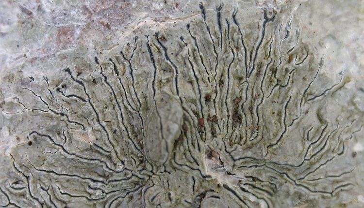 Graphis turgidula from Taiwan (ABL)