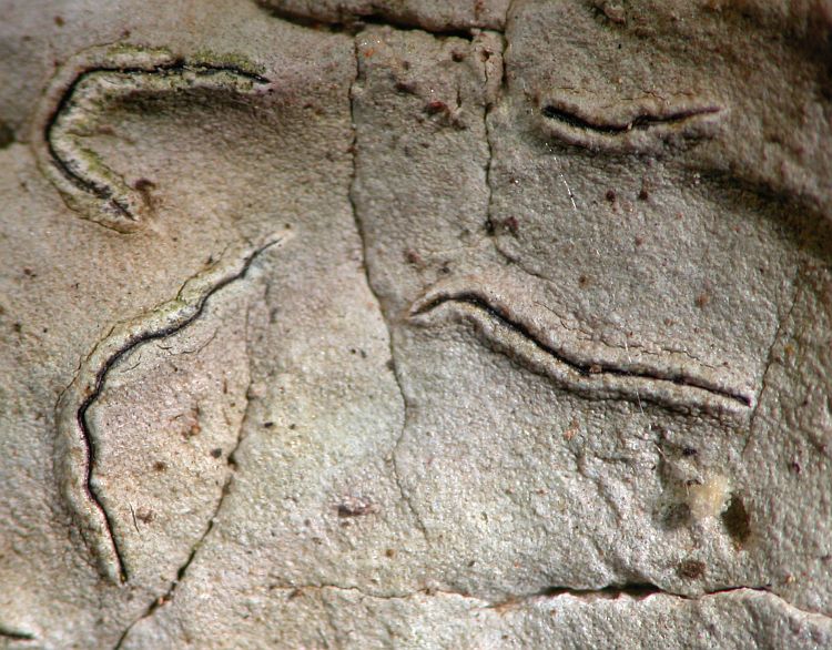 Graphis cycasicola from Australia type specimen