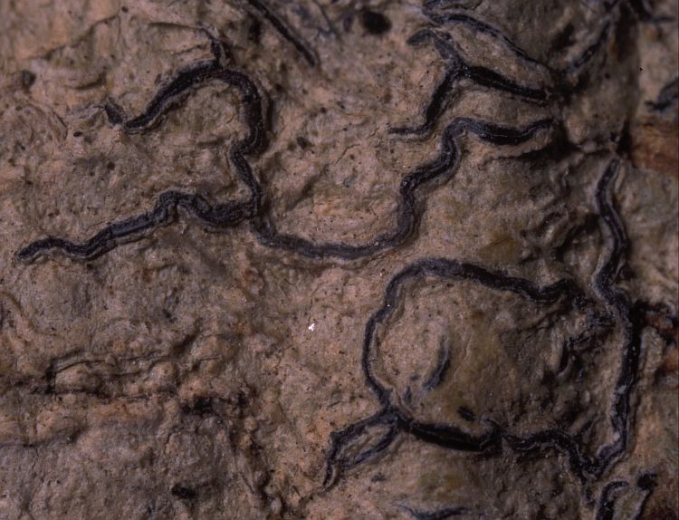 Graphis vinosa from Australia type specimen