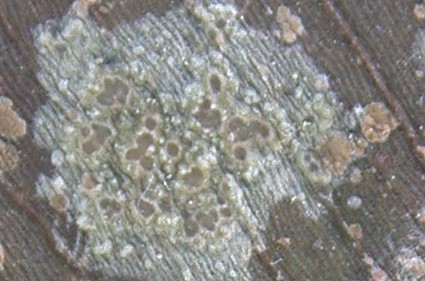 Gyalectidium catenulatum from Taiwan (ABL)