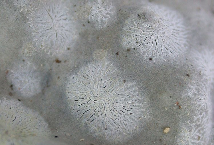 Gymnographa heterospora from Taiwan (ABL)