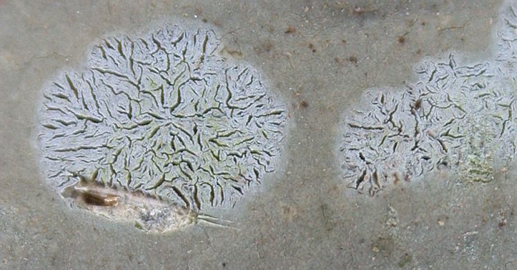 Gymnographa cyclospora from China, Yunnan (ABL)