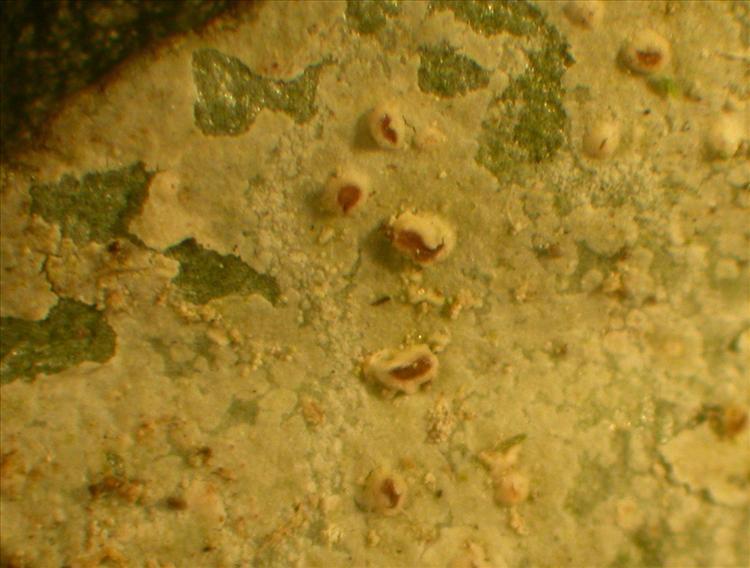 Enterographa oregonensis from U.S.A., Oregon leg. C. Björk (type), specimen on Vaccinium leaf.