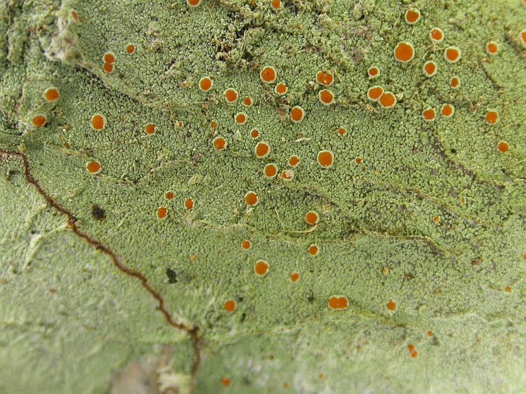 Haematomma collatum from Thailand, Chiang Mai region hb Sparrius