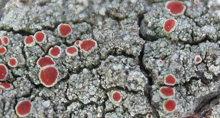 Haematomma flexuosum from China, Yunnan (ABL)