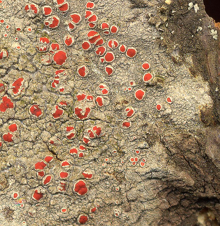 Haematomma persoonii from Taiwan leg. Sparrius 6014