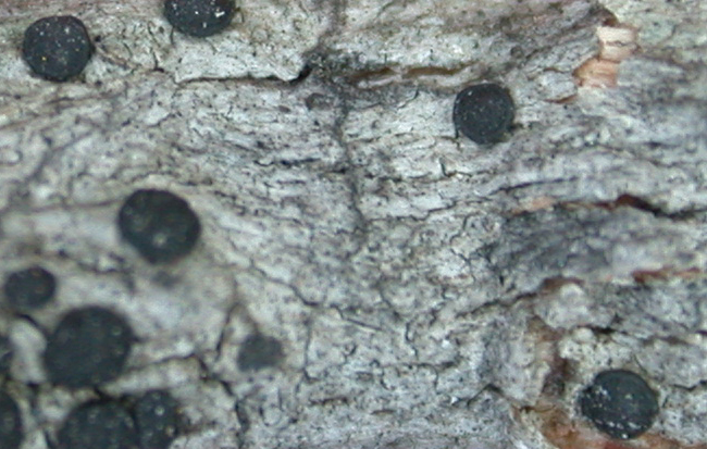 Hafellia arnoldii from China, Yunnan (ABL)
