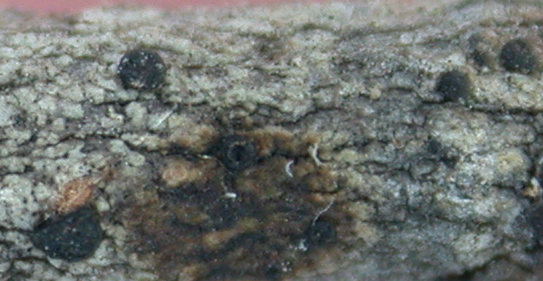 Hafellia sanguinolenta from China, Yunnan (ABL)