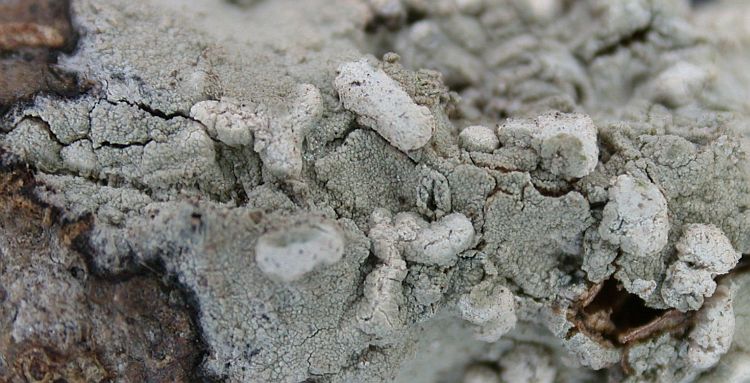 Helminthocarpon leprevostii from Ecuador, Galápagos 