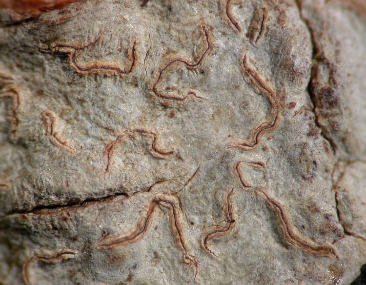 Hemithecium implicatum from Australia 