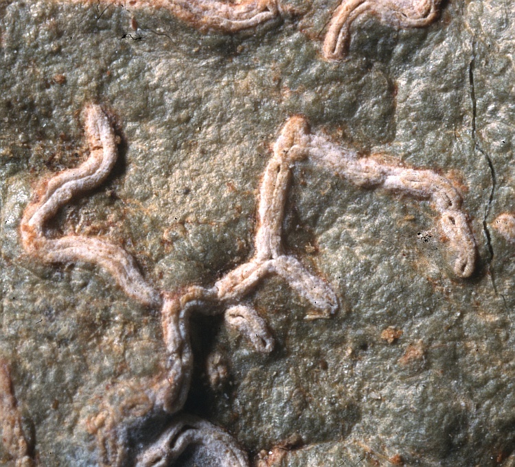 Hemithecium alboglauca from Philippines Graphis alboglauca Vain. holotype TUR-V27870