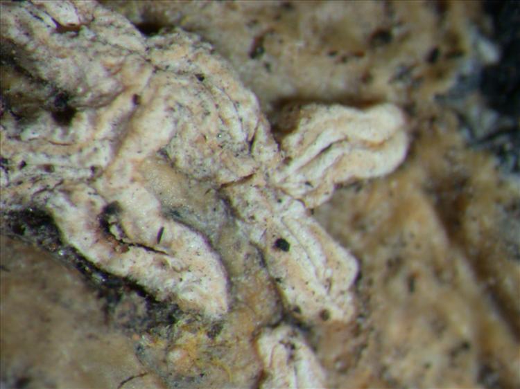 Hemithecium chlorocarpoides from Papua New Guinea 