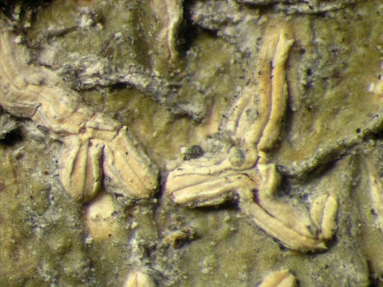 Hemithecium chrysenteron from Singapore Habitus. leg. Sipman 46274. Image width = 4 mm.