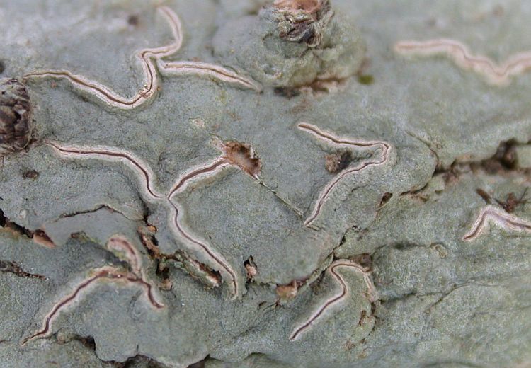 Hemithecium implicatum from China, Yunnan (ABL)