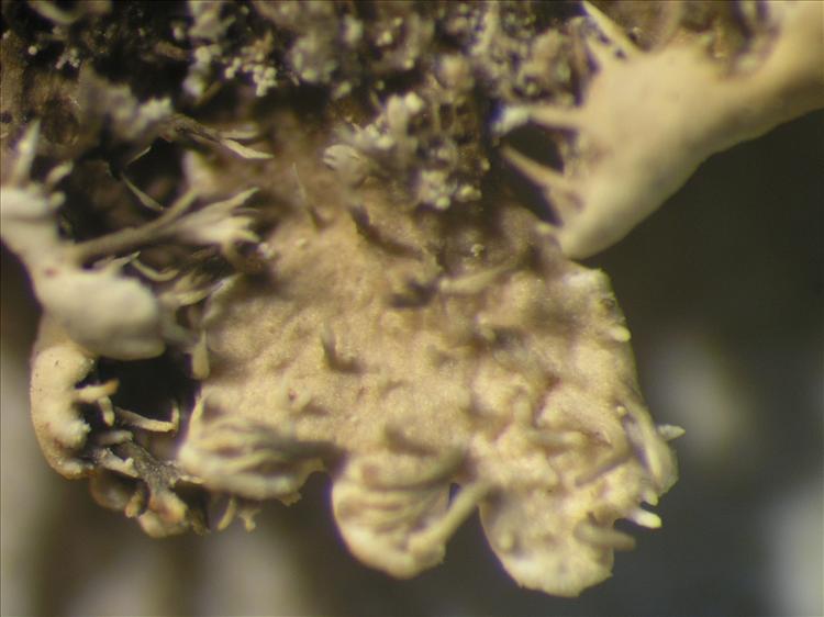 Heterodermia albicans from Netherlands Antilles, Saba Habitus. leg. Sipman  15182. Image width = 4 mm.