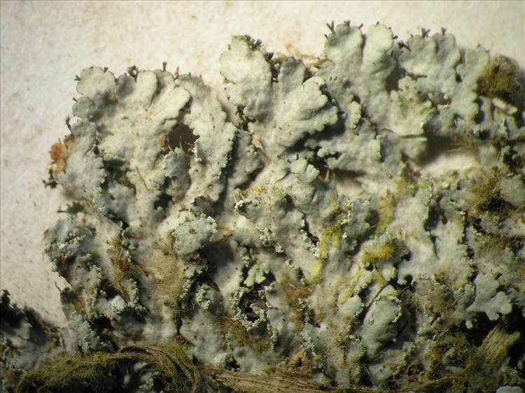 Heterodermia albicans from Netherlands Antilles, Saba Habitus. leg. Sipman  54698. Image width = 20 mm.