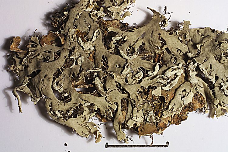 Heterodermia appalachensis from U.S.A. 